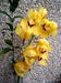 Orchidej_zluta2.JPG